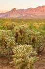 Arizona-Santa Cruz County Santa Rita Mountains and cholla cactus at sunset Art Print
